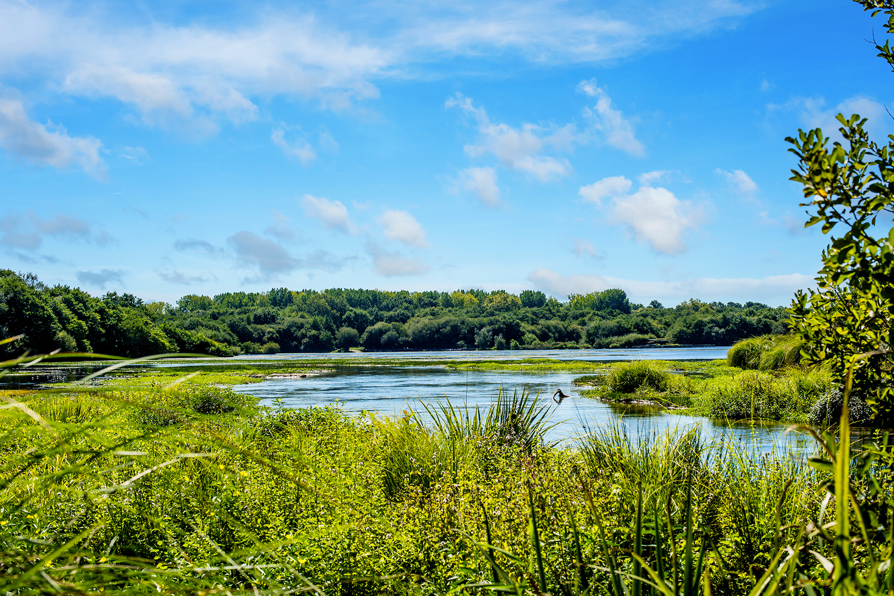 Un lac des Landes � la tomb�e du soir, ambiance paisible