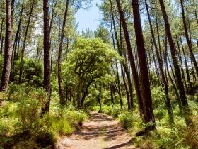 landes foret