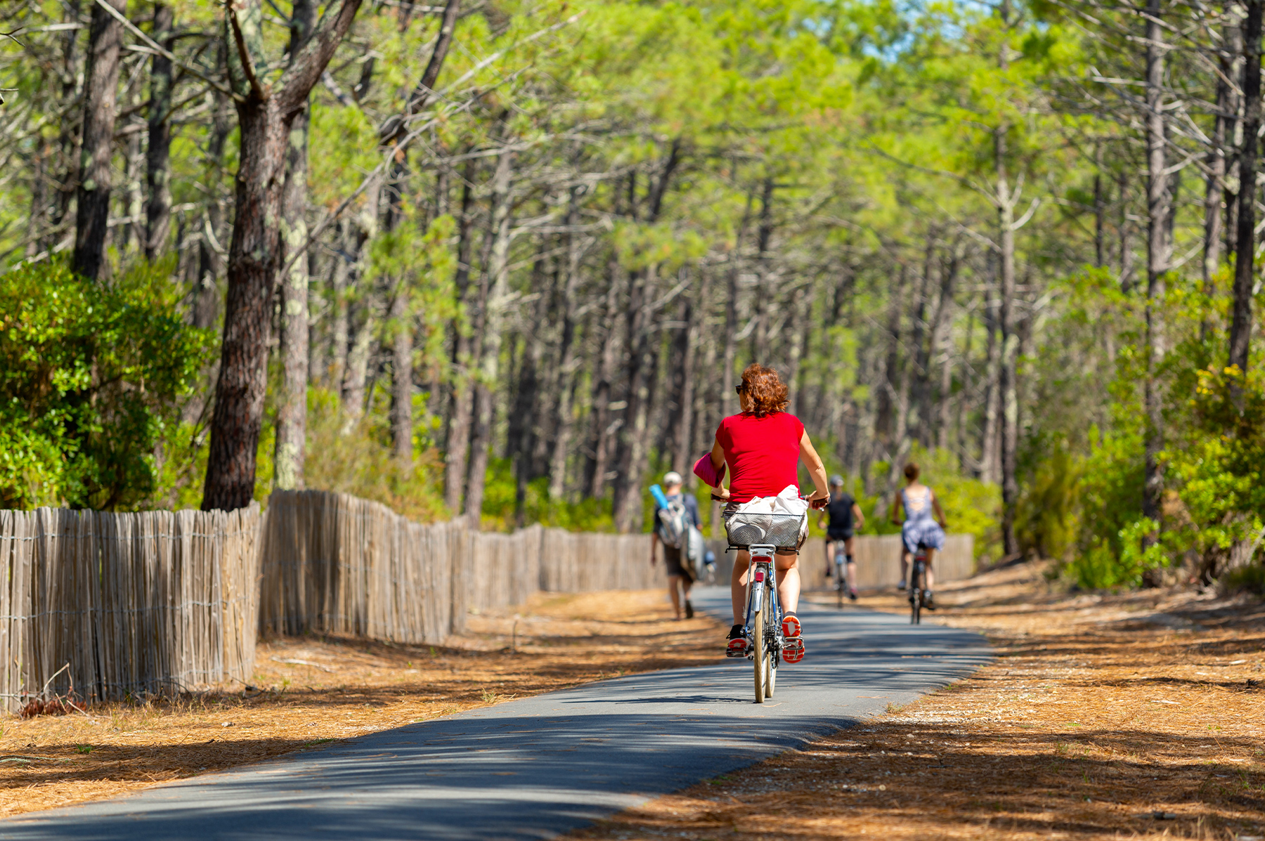Cyclistes sur une piste cyclable en forêt de pins des Landes