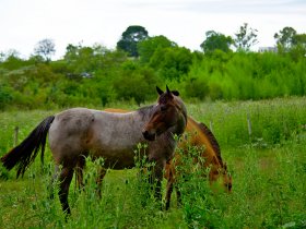 forets landes cheval
