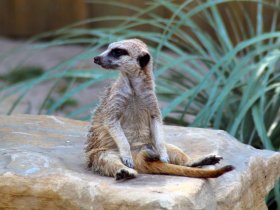 suricate labenne