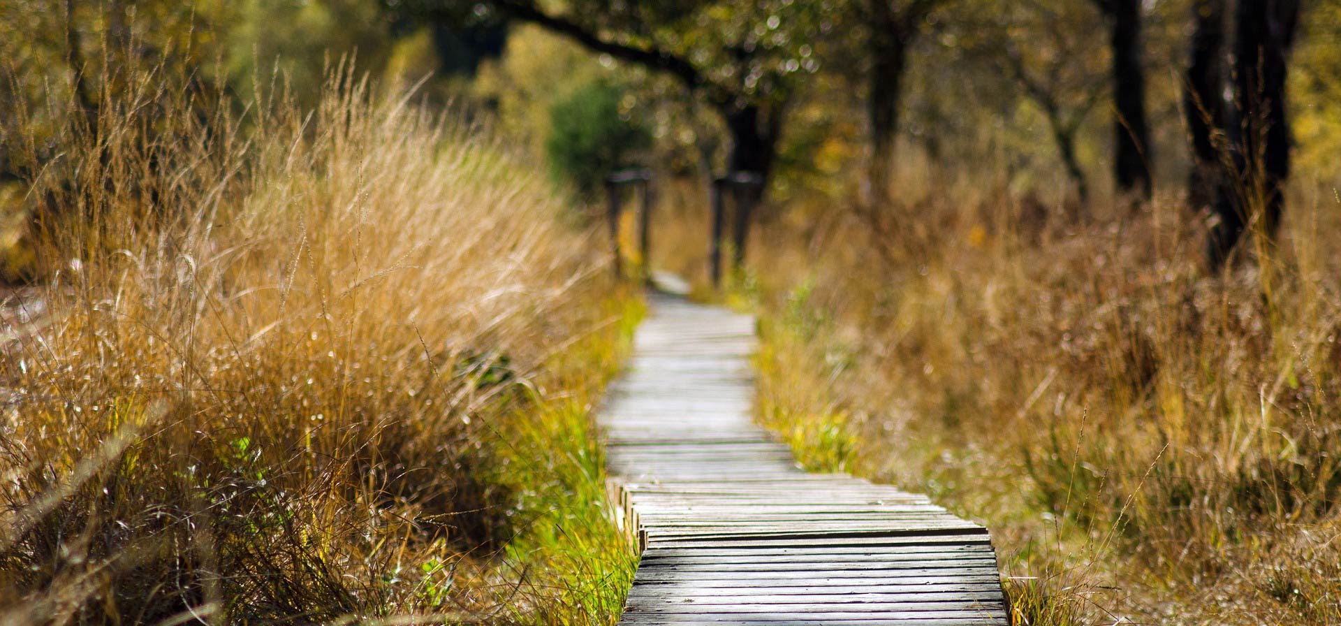 Sentier en caillebotis � travers les marais de Seignosse