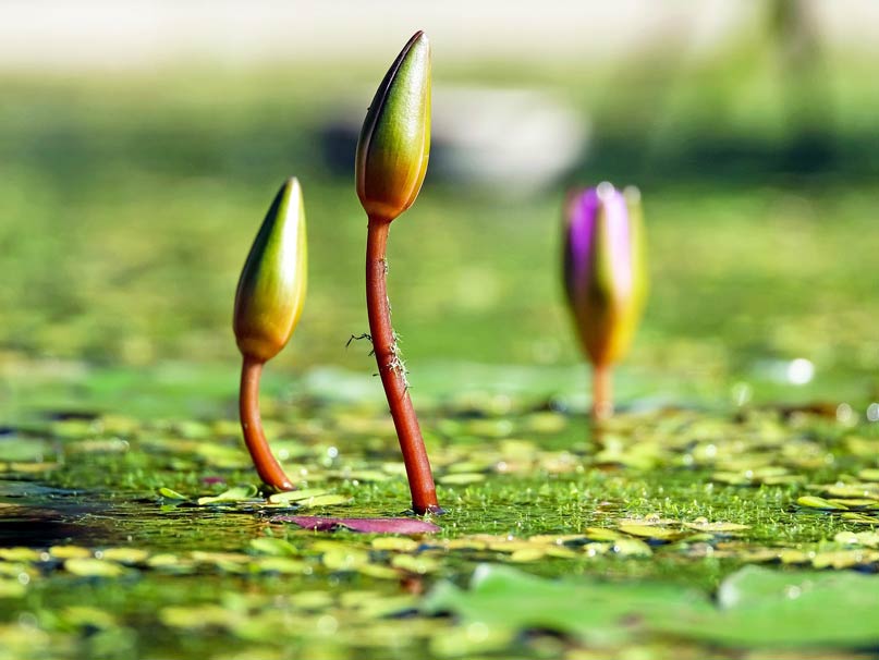 Boutons de n�nuphar sur l'eau d'un marais landais
