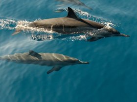 observer dauphins capbreton