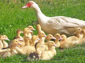 canard ferme landes