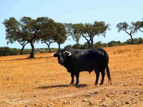 taureaux combats landes
