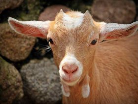 chevre landes ferme visite
