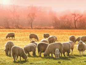 visite ferme landes famille