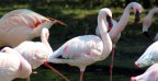1546 blog page flamant zoo labenne 1920x896