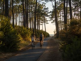 Piste cyclable en for�t de pins reliant le camping Landes Bleues � Mimizan-Plage