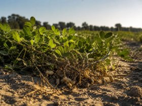 Plants de cacahuètes de Soustons dans le sable landais à la ferme Darrigade